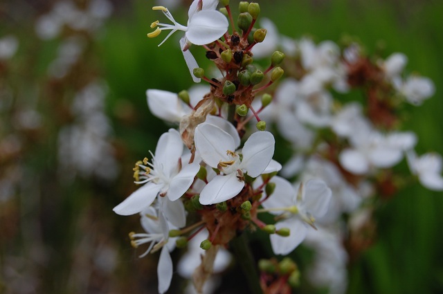 Plants Online Melbourne