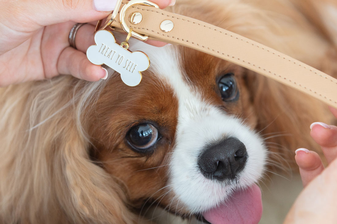 10 Best Dog Accessories for Every Pet Lover - What Do