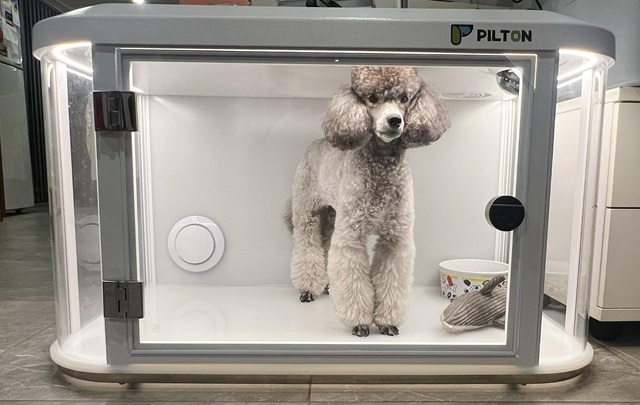 A poodle standing inside a modern, transparent pet grooming crate. The enclosure is well-lit, and the dog looks well-groomed and calm.