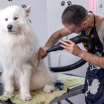 A Samoyed dog sitting on a grooming table while a groomer dries its fur with a high-powered dryer. The groomer is wearing a dark apron with dog patterns, and the room is decorated with paw print designs.