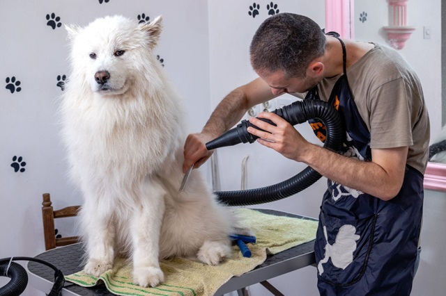 A Samoyed dog sitting on a grooming table while a groomer dries its fur with a high-powered dryer. The groomer is wearing a dark apron with dog patterns, and the room is decorated with paw print designs.