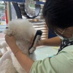 A groomer trimming the fur of a fluffy white dog using electric clippers. The groomer is wearing a green shirt and a mask, focusing intently on the task. The grooming area has mirrors and a bright, organized setup.