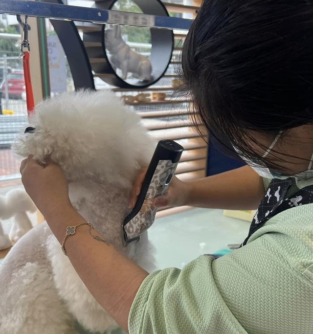 A groomer trimming the fur of a fluffy white dog using electric clippers. The groomer is wearing a green shirt and a mask, focusing intently on the task. The grooming area has mirrors and a bright, organized setup.