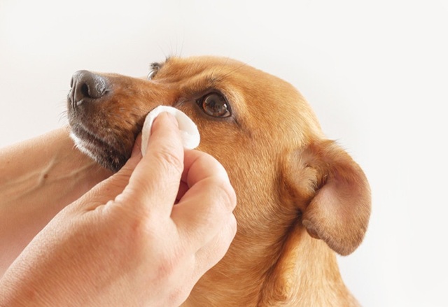 person removing tear stain on a dog