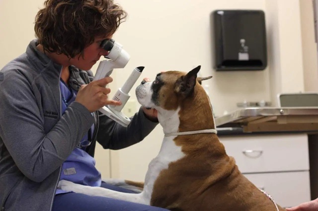 veterinarian doing eye checkup on dog